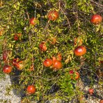Granátovník púnsky (Punica Granatum) ´MOLLAR DE ELCHE´ - výška 180-200 cm, kont. C70L - EXEMPLÁR (-16°C)